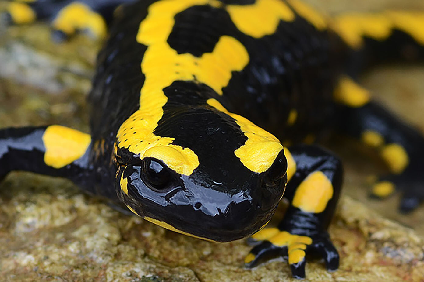 Hintergrund: Feuersalamander sind in Not, ein Pilz setzt ihnen zu. Fotografie eines Feuersalamanders.
