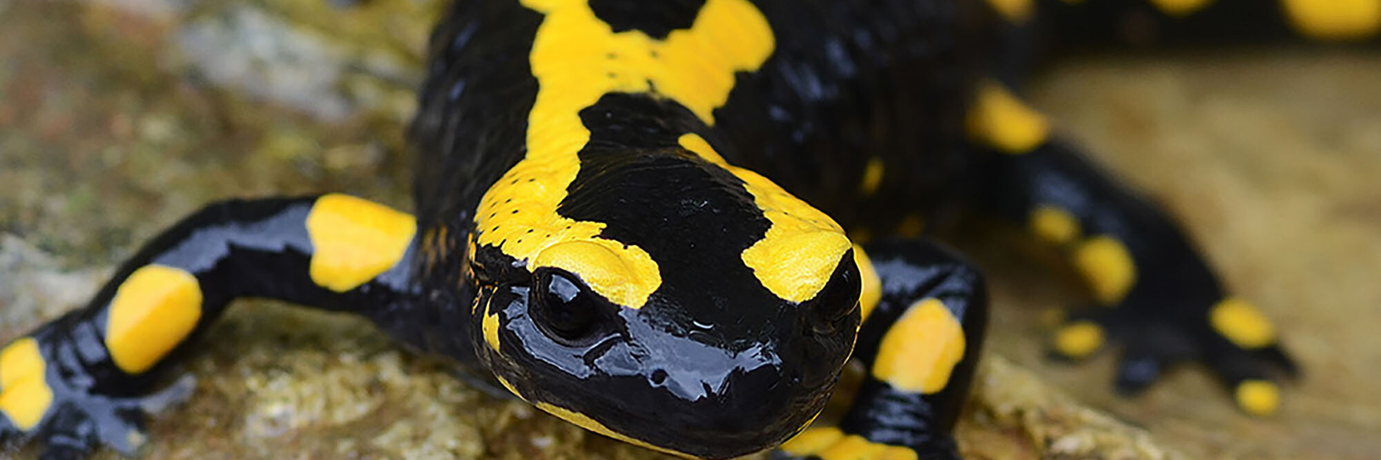 Hintergrund: Feuersalamander sind in Not, ein Pilz setzt ihnen zu. Fotografie eines Feuersalamanders.