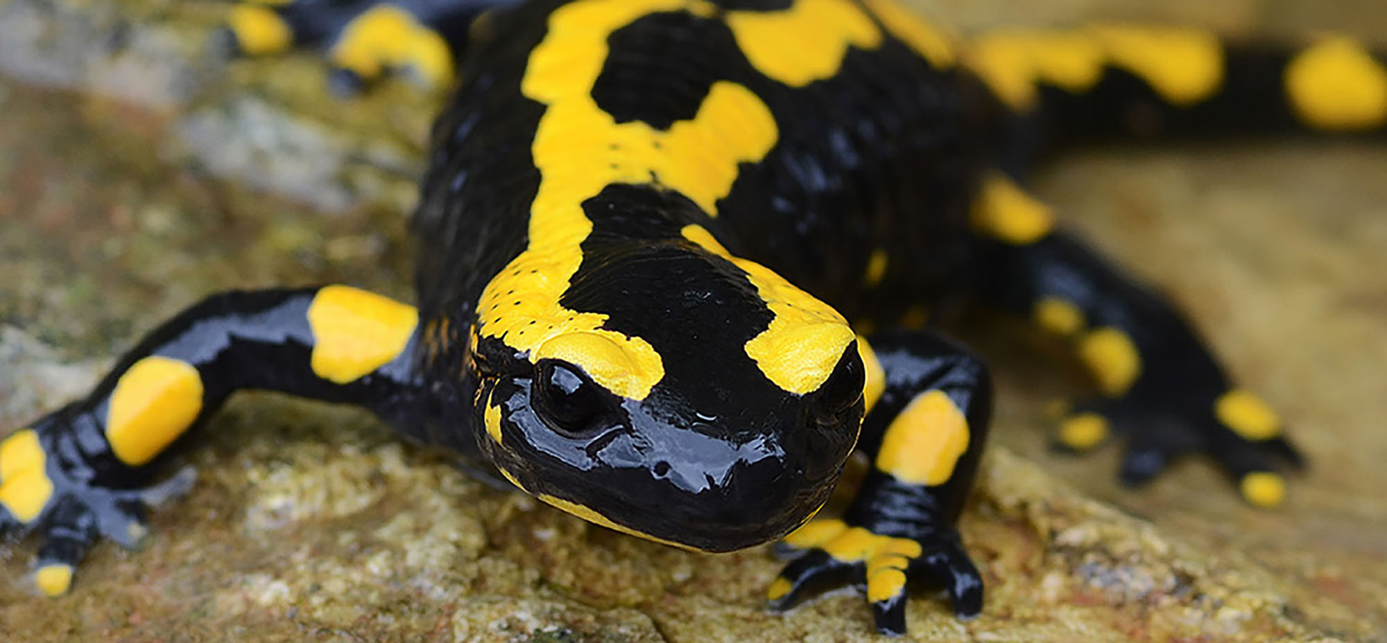 Hintergrund: Feuersalamander sind in Not, ein Pilz setzt ihnen zu. Fotografie eines Feuersalamanders.